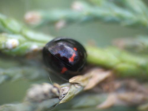 Réf. 203 899 : Chilocorus bipustulatus