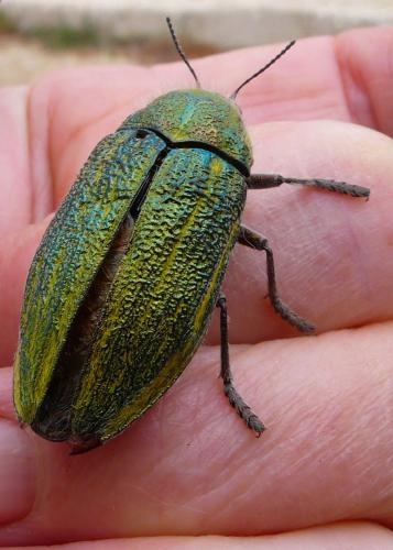 Julodis sp.