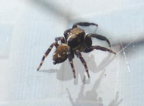 Réf. 203 160 : Pseudeuophrys erratica