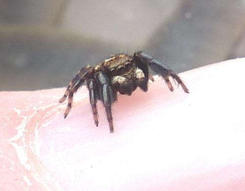 Réf. 203 161 : Pseudeuophrys erratica