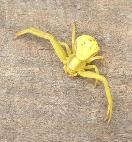 Misumena vatia