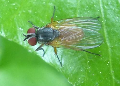 Fannia lustrator