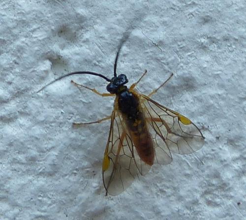 Réf. 203 065 : Nematinae inconnu
