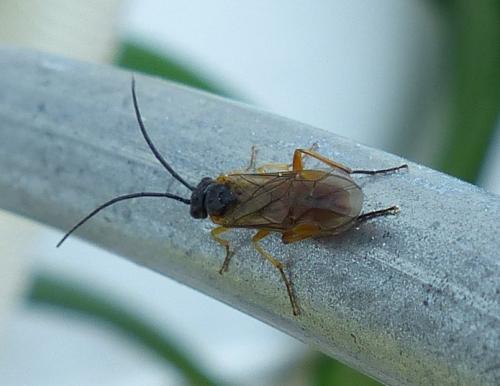 Nematinae