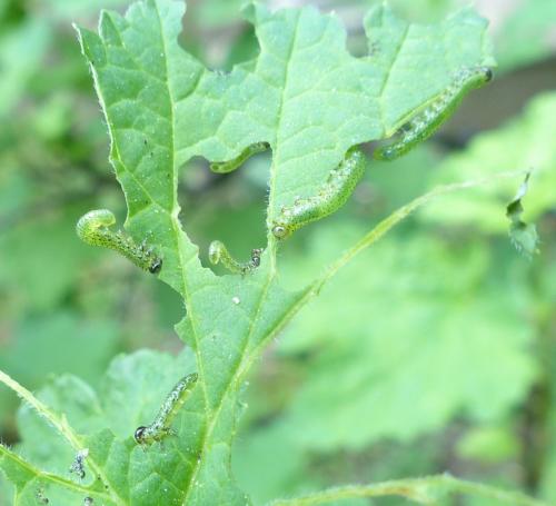 Réf. 203 719 : Euura ribesii