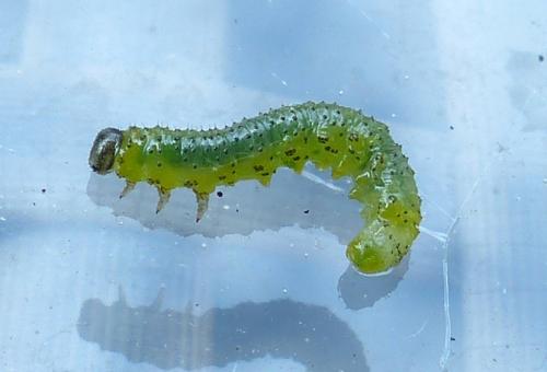 Réf. 203 720 : Euura ribesii