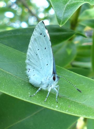 Celastrina argiolus