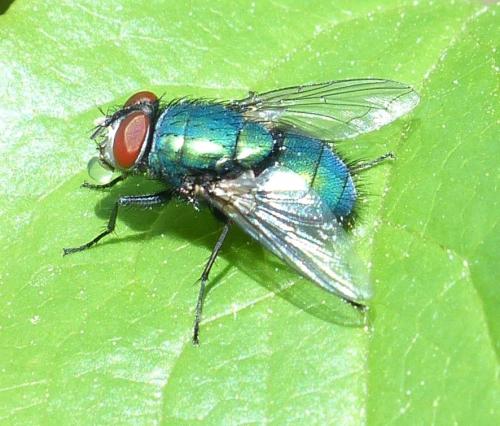 Réf. 203 081 : Lucilia sericata