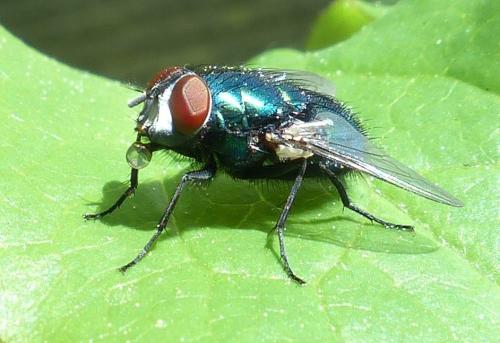 Lucilia sericata