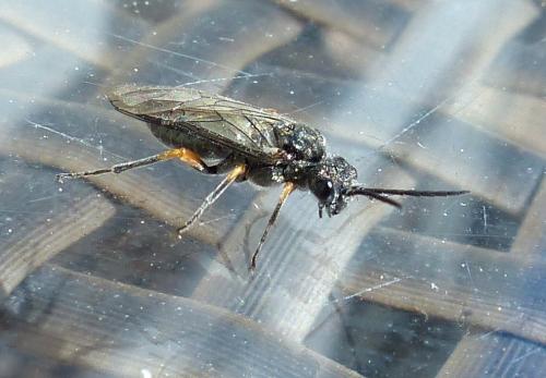 Réf. 203 145 : Dolerus (gonager-puncticollis)