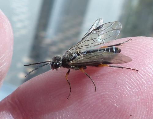 Dolerus (gonager-puncticollis)