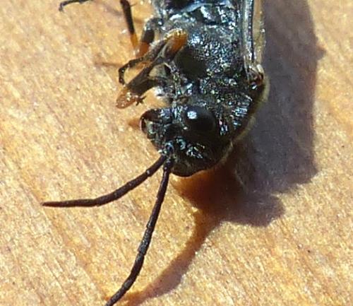 Réf. 203 181 : Dolerus (gonager-puncticollis)