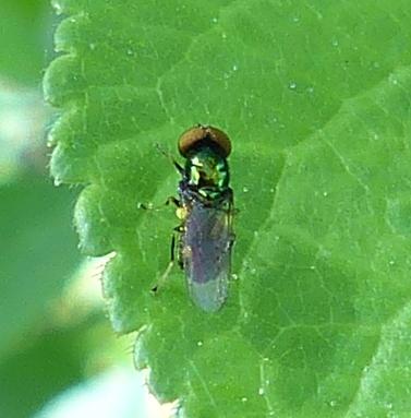 Réf. 203 197 : Microchrysa polita