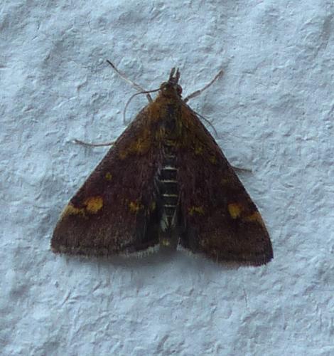Pyrausta aurata