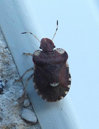 Dyroderes umbraculatus