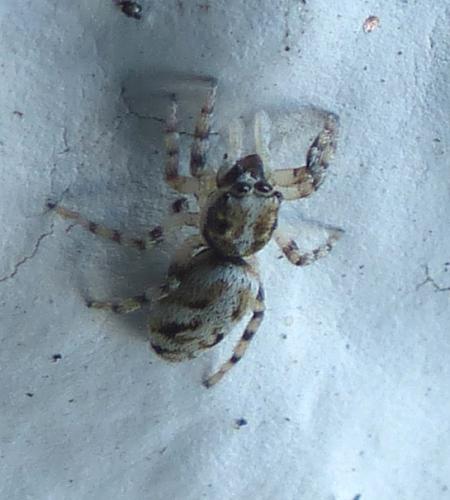 Réf. 203 282 : Salticus sp.