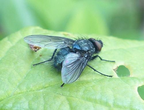 Réf. 203 456 : Bellardia sp.