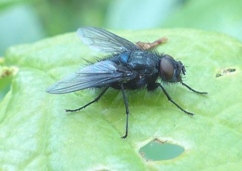 Réf. 203 417 : Bellardia sp.