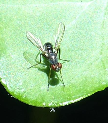 Nemopoda sp.