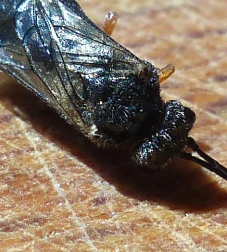 Réf. 203 644 : Dolerus (gonager-puncticollis)