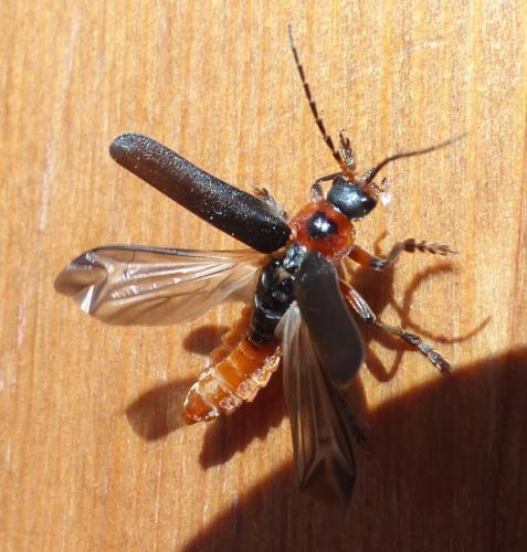 Réf. 203 369 : Cantharis rustica