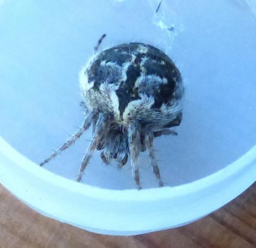 Agalenatea redii