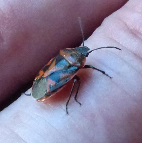 Eurydema ornata