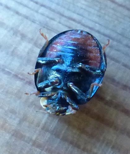 Harmonia axyridis