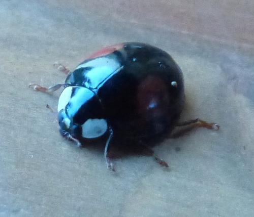 Harmonia axyridis