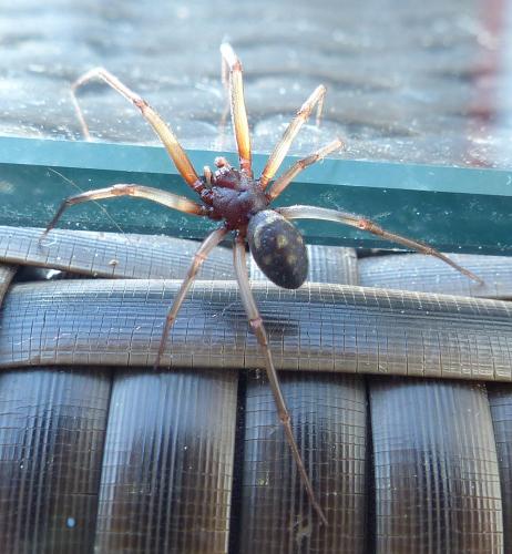 Steatoda grossa