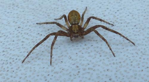 Philodromus sp.