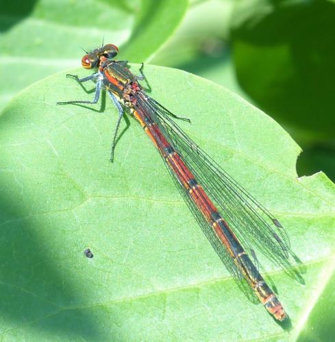 Pyrrhosoma nymphula