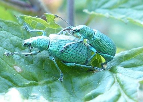 Polydrusus planifrons