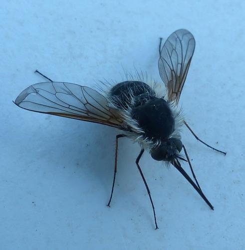 Bombylius sp.