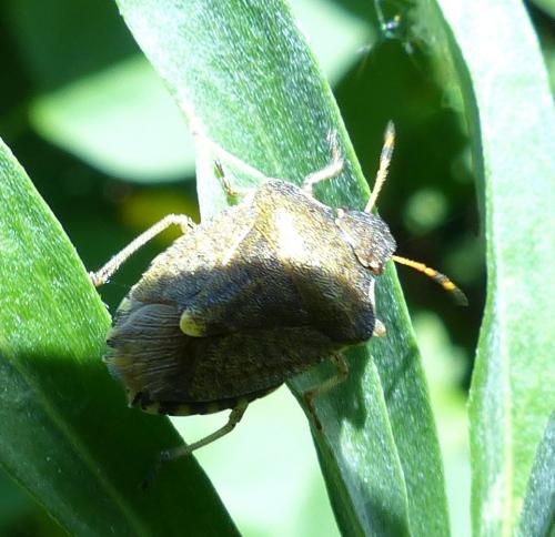 Peribalus strictus vernalis