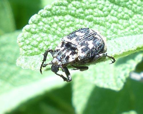 Réf. 203 783 : Valgus hemipterus