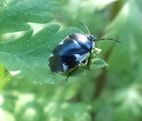 Tritomegas sexmaculatus