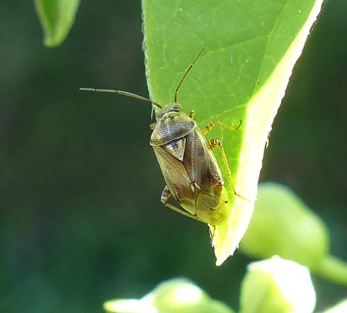 Lygus sp.
