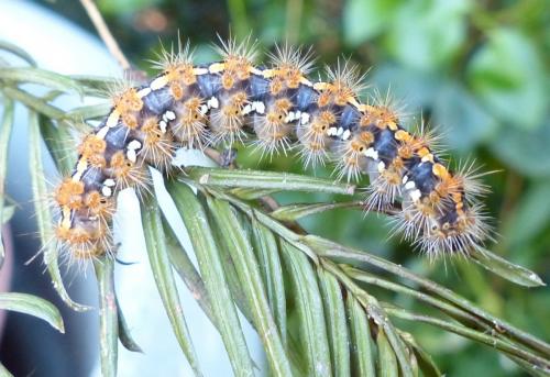Euplagia quadripunctaria
