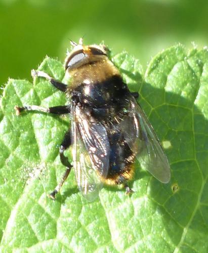 Merodon equestris