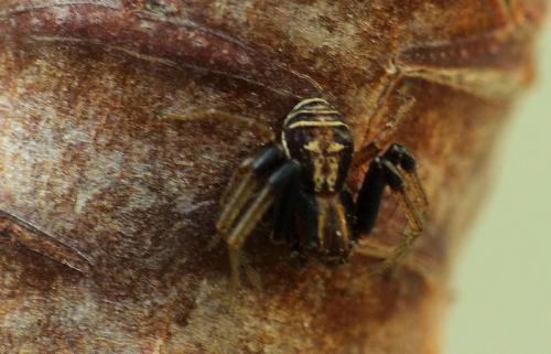 Réf. 203 295 : Xysticus ulmi