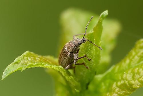 Phyllobius pyri
