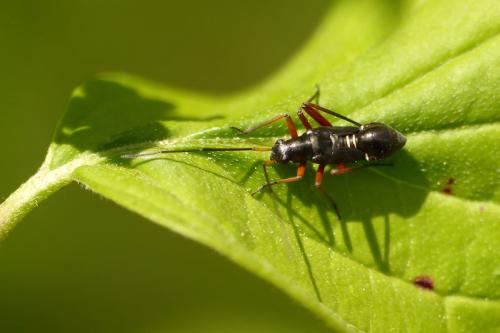 Miris striatus