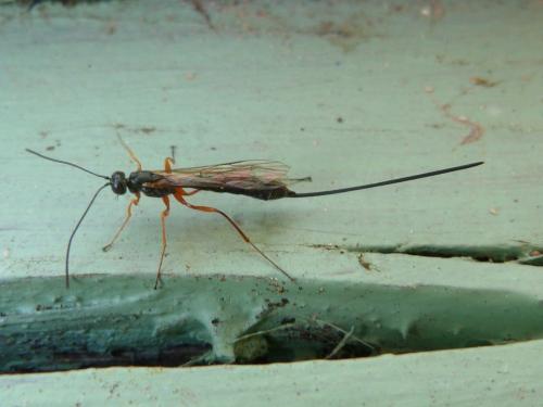 Rhyssella sp.
