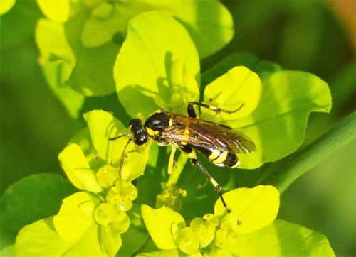 Macrophya montana
