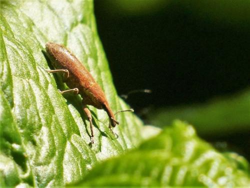 Réf. 203 991 : Lixus sp.