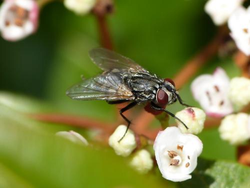 Réf. 203 386 : Musca autumnalis