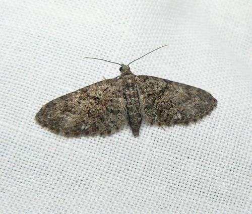 Eupithecia cocciferata