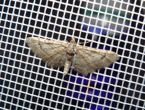 Gymnoscelis rufifasciata