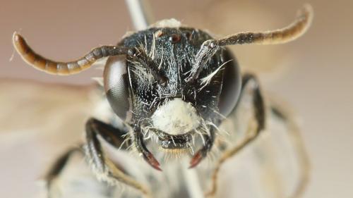 Andrena viridescens